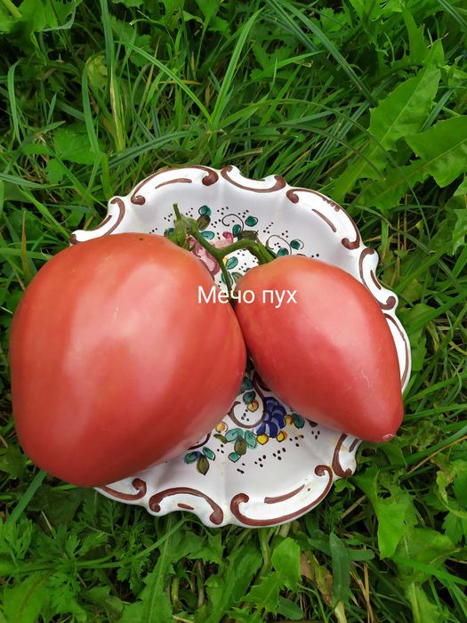 55 cорта семена домати