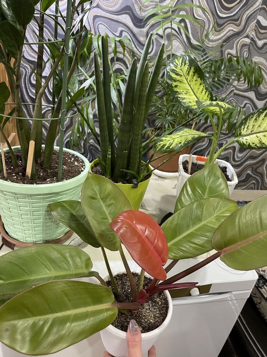 Продам цветы ХОЙЯ, филодендрон , Диффенбахия и т.д