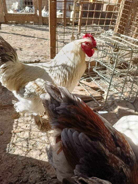 Браммы, молодые петушки. Родились в сентябре 2025.