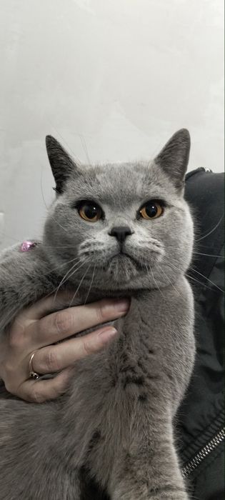 Найдена кошка. Вернём хозяину