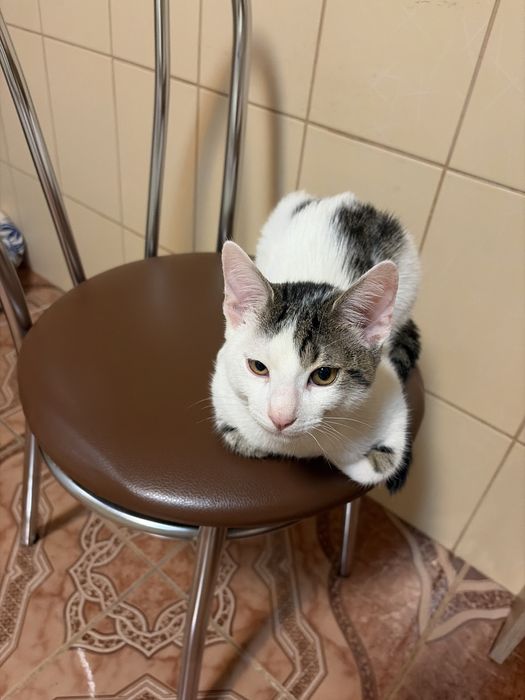 Motanelul Kiki cauta stapan responsabil