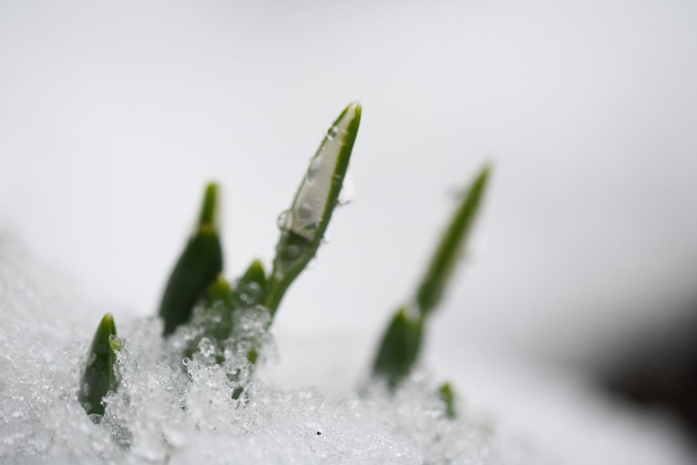 Obiectiv Sigma 105mm f/2.8 Macro