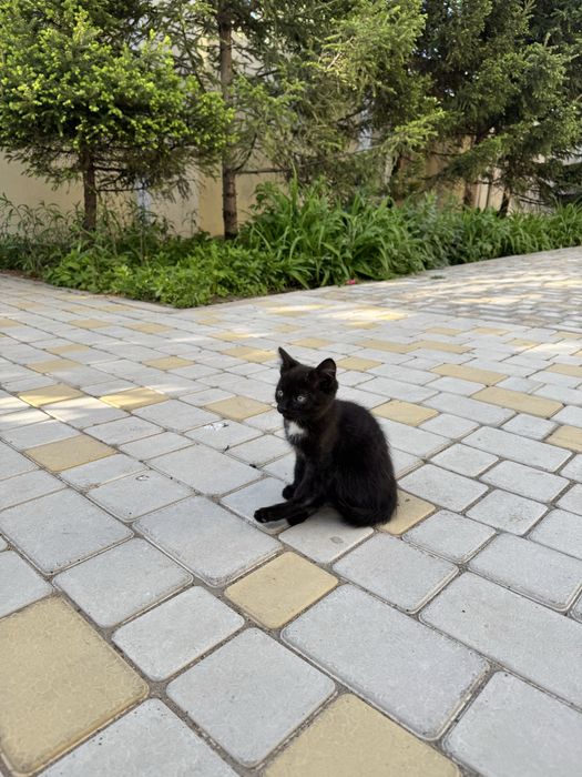 Отдам котов в добрые руки!