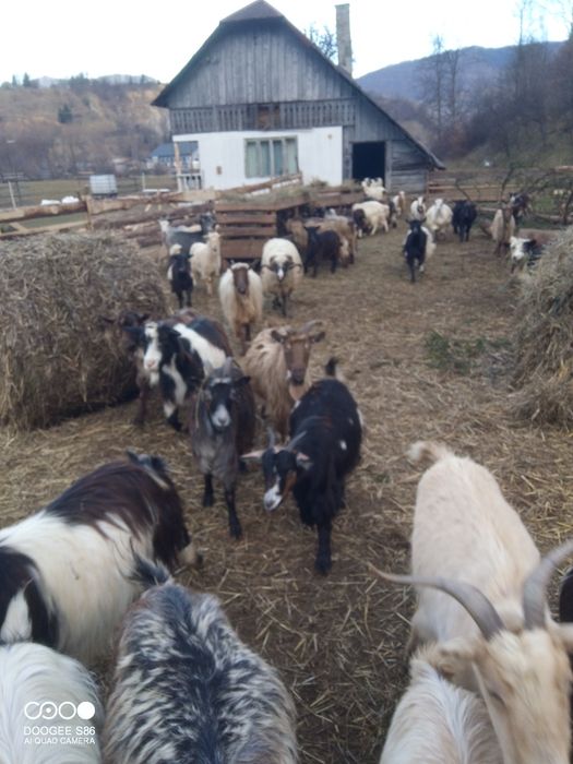 Vând capre și țapi