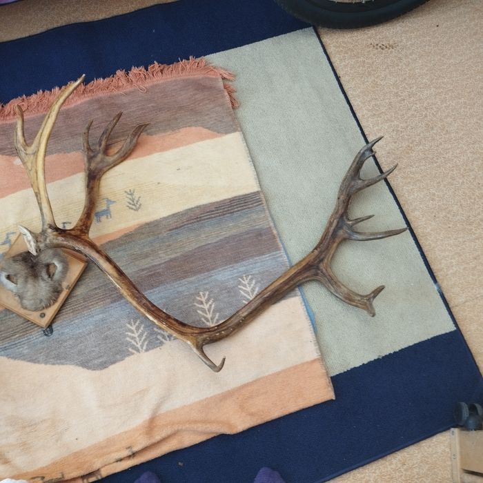 Продам рога в хорошем состояние