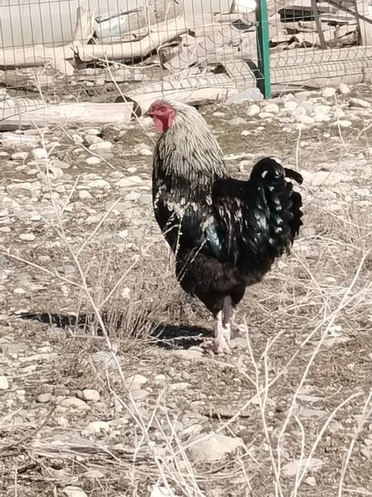 Әтеш петух продам