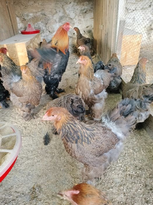 De vânzare familii de brahma