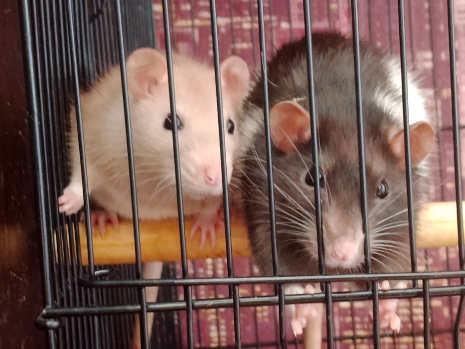 крыски милые красивые