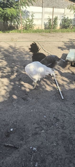 Cocosi austrolorp de vanzare