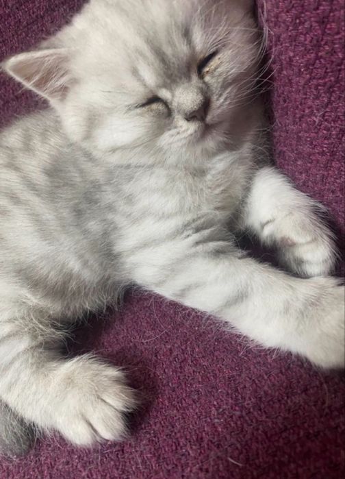 British shirthair baiat/pedigre