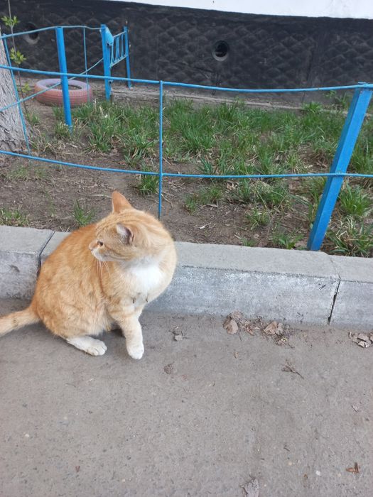 Добрый Рыжий симпатяга кот