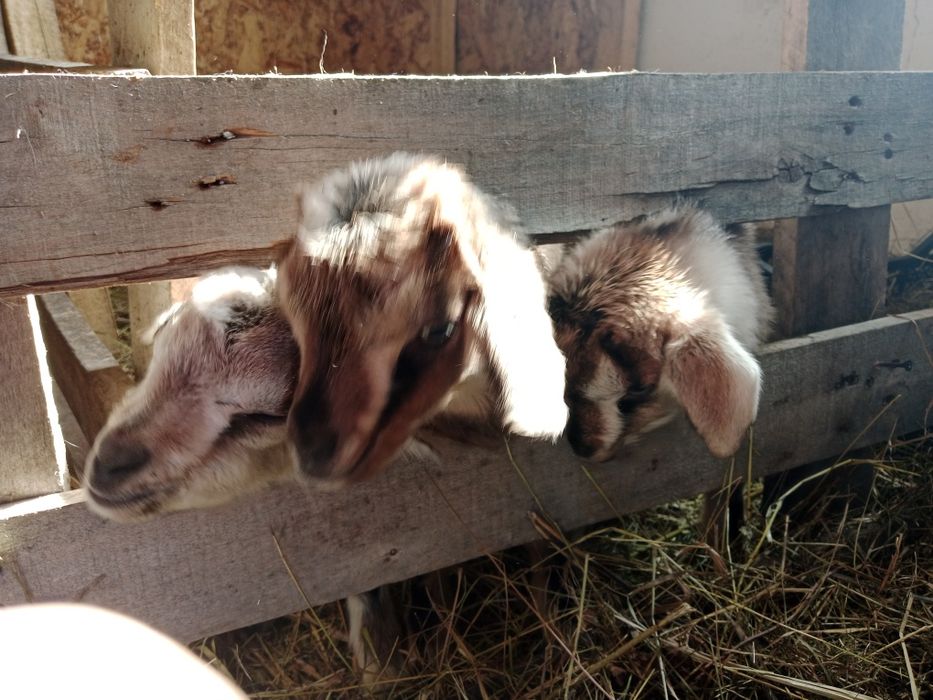 Продам альпийских козлят