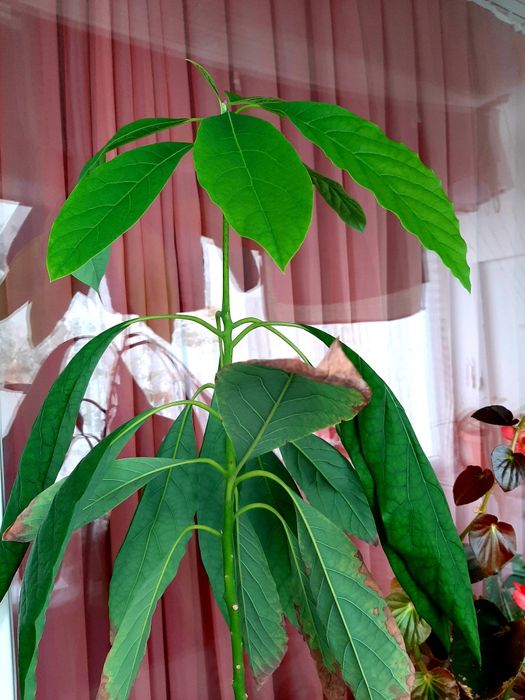 Авокадо в саксия