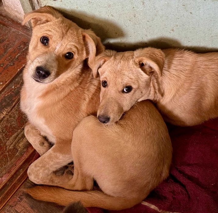 Щенки в добрые руки