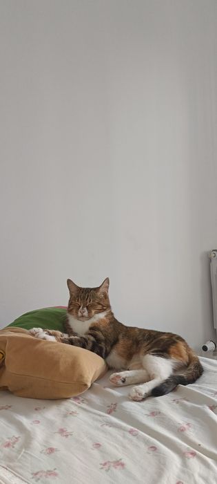 Отдам кошку в хорошие руки