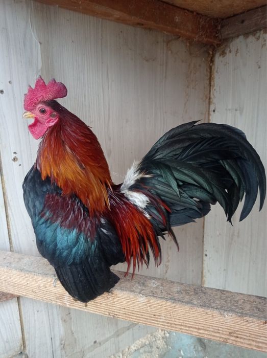 Карликовые Куры