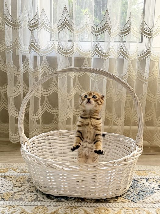 Продам породистых котят