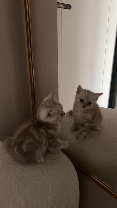 Котенок шотландский мальчик
