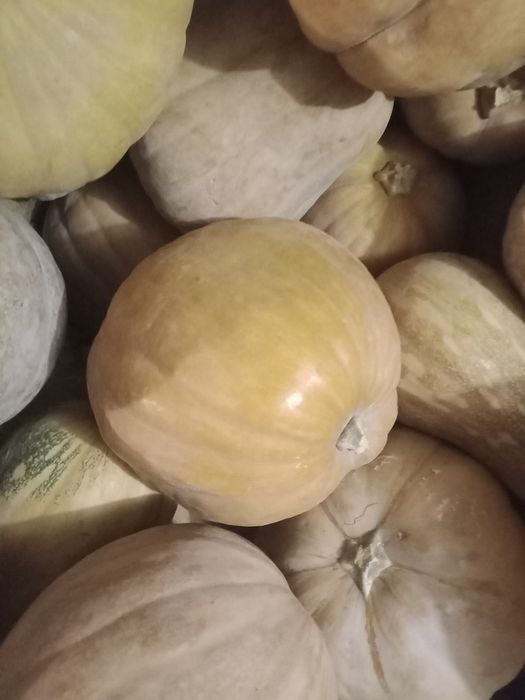 Тыква японка по 250тг.