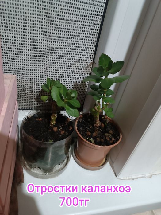 Комнатные цветы суккуленты