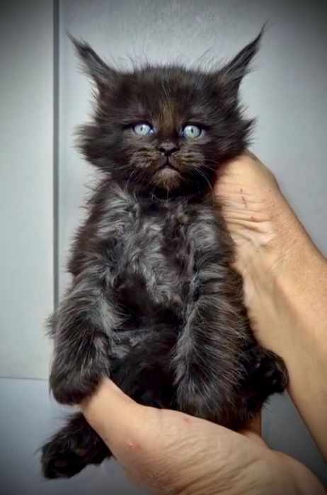 Шикарные котята Мейн Кун