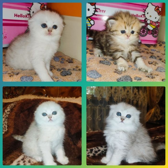 продам котят девочки скоттиш фолд окраса серебристая шиншилла