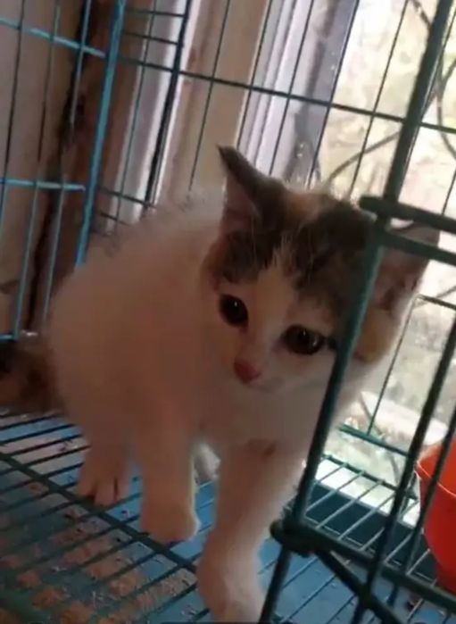 Отдам котёнка в добрые руки