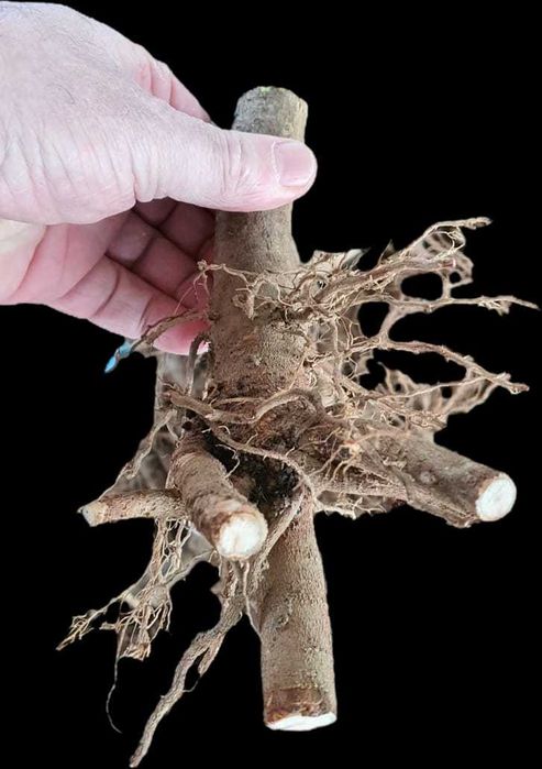 Пауловния БГ ООД   фиданки Shan Tong – промо пакети и коренови резници