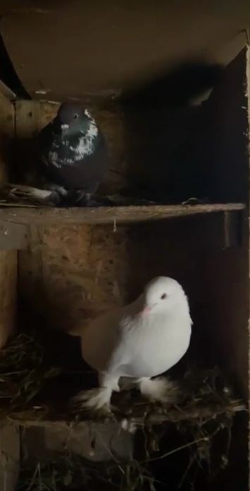 Vand porumbei diferite rase