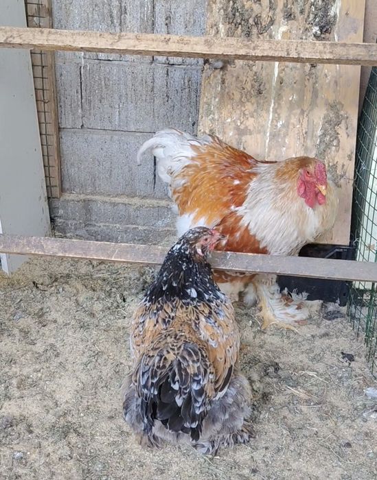 Продам Браму Парочку.