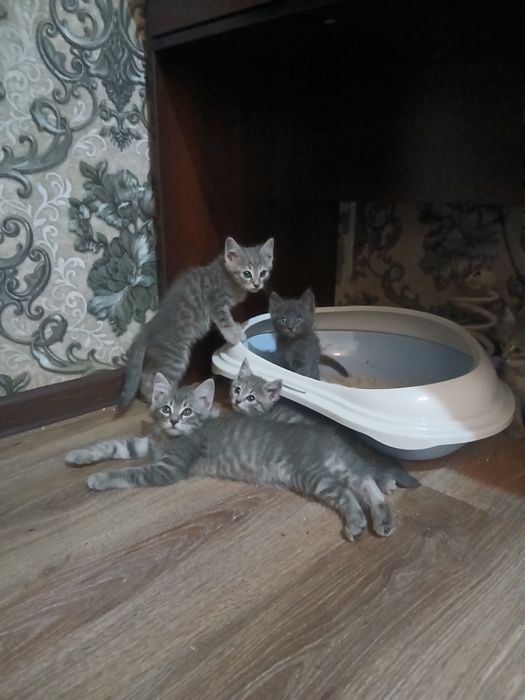 Срочно продаются котята