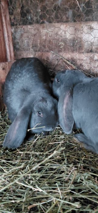 Vând iepuri berbec uriaș german