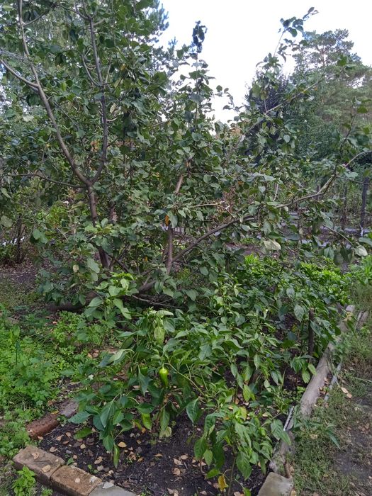 Продам дачу в обществе "Садовод"