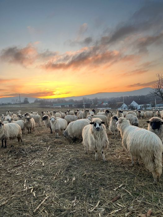 Vând oi miele berbeci