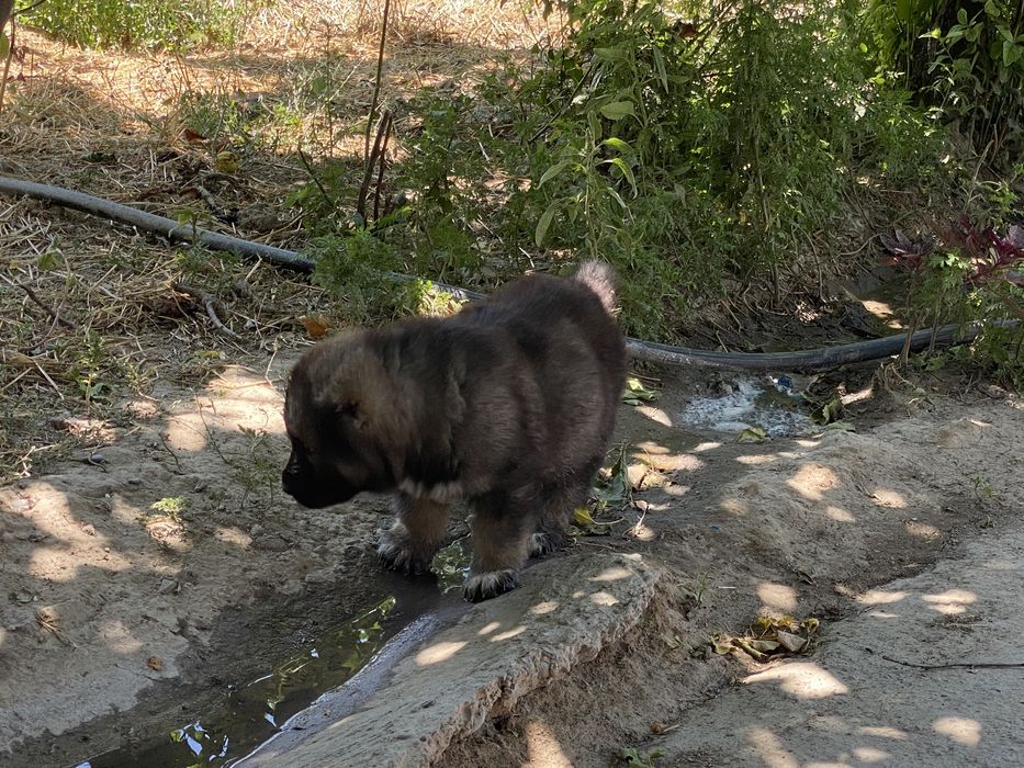 Алабай күшік Пародный