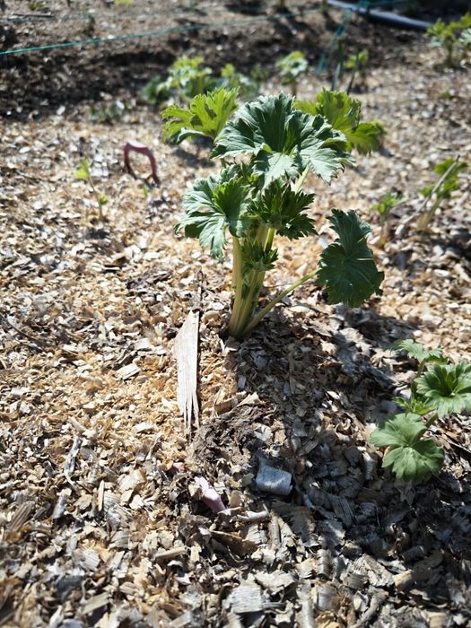 Дельфиниум двухлетка