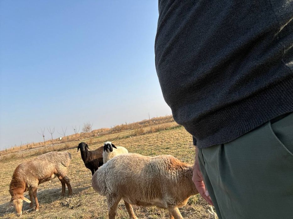 Продаётся баран кучкор сотилади Арашан