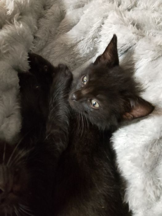 Отдам даром котят