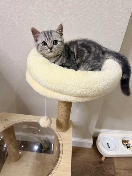 Котенок Шотландский Скоттиш страйт