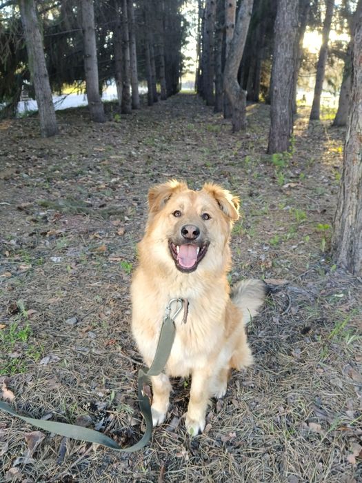 Собакам нужен дом!