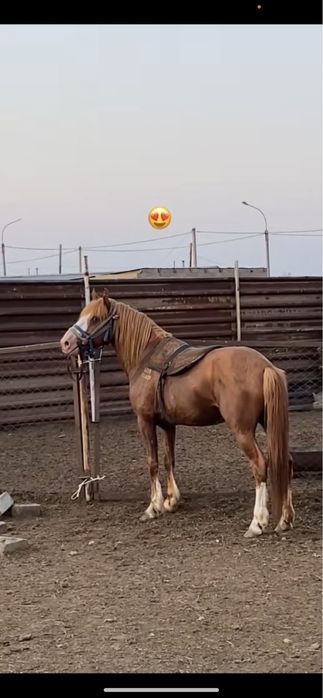 Айғыр сатамын жеребец