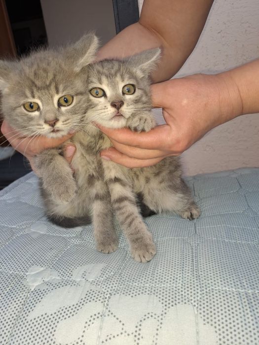 Котята (мальчик и девочка)