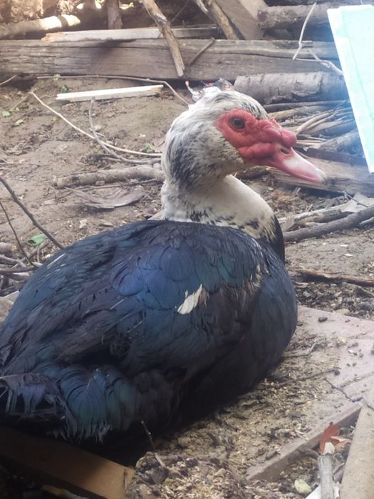 индауткала сотилади ,3,4,5, килоли