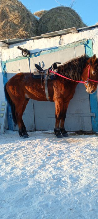 4Жасар айғыр сатылады