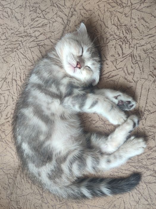Продам котенка скотиш фолд