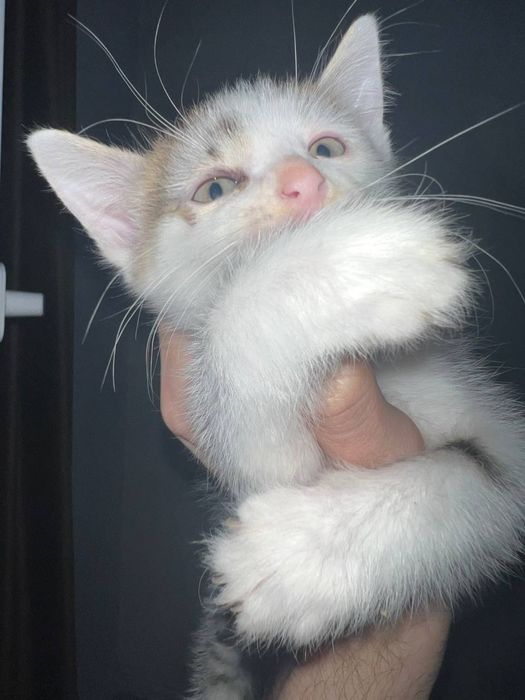 Котята ищут дом!