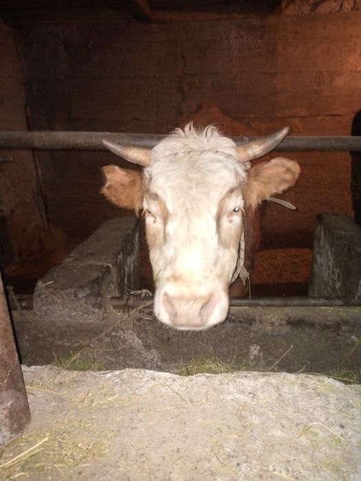 Быки  на откорме