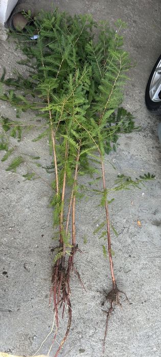 Chiparos de balta-Taxodium distichum si alte specii ornamentale