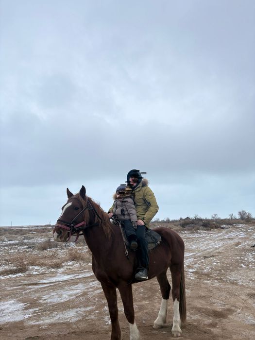 Көкпар Айғыр сатылады!!