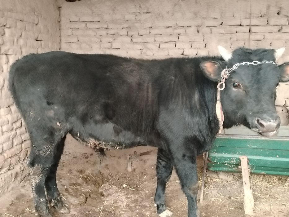 O'kiz sotiladi boqilado'n